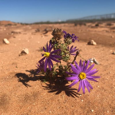 Watered from Within: Fruit-Bearing Women in a Drought-Scorched Land